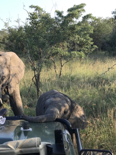 Baby Elephant resting its trunk on a jeep surrounded by bushes and trees