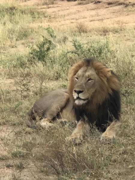 A lion laying in the grass