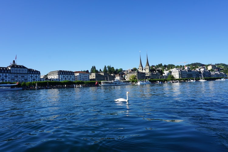 Swiss lake, one swan swimming, surrounded by a city