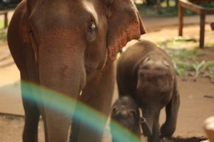 hanging out with elephants in Chiang Mai for families