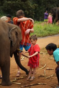 Elephant activities in Chiang Mai