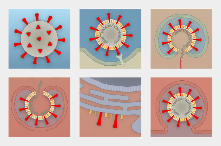 Coronavirus Travel