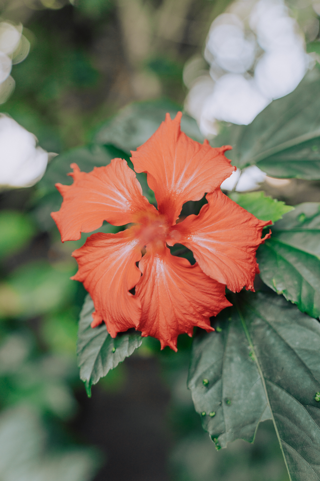 red tropical flower