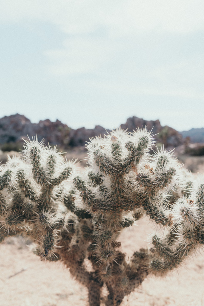 Close up of Cholla cactus in Joshua Tree. Cactus spines look fuzzy.