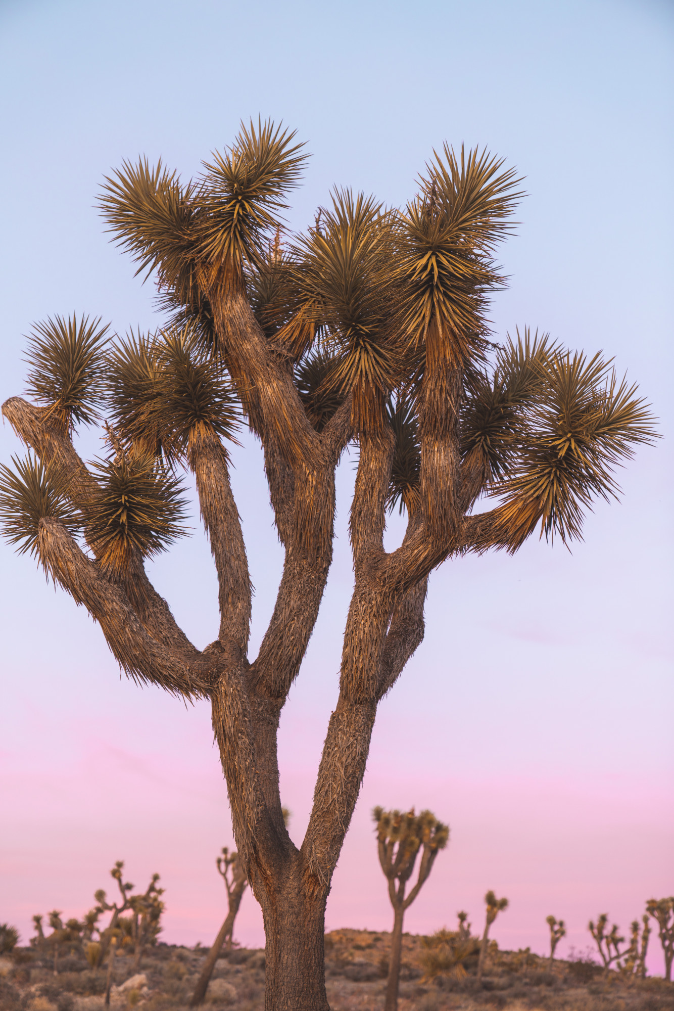 Close up of a Joshua tree cactus with the sunset in the background at Joshua Tree National Park..