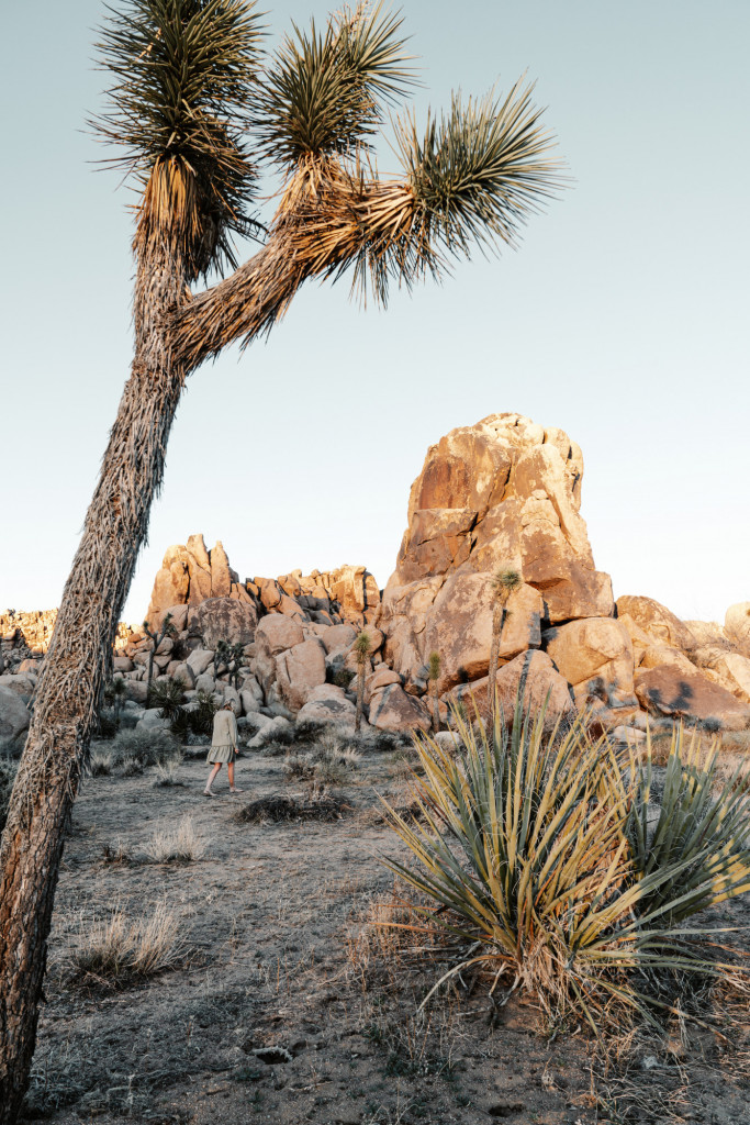 national park pass discount at joshua tree national park 