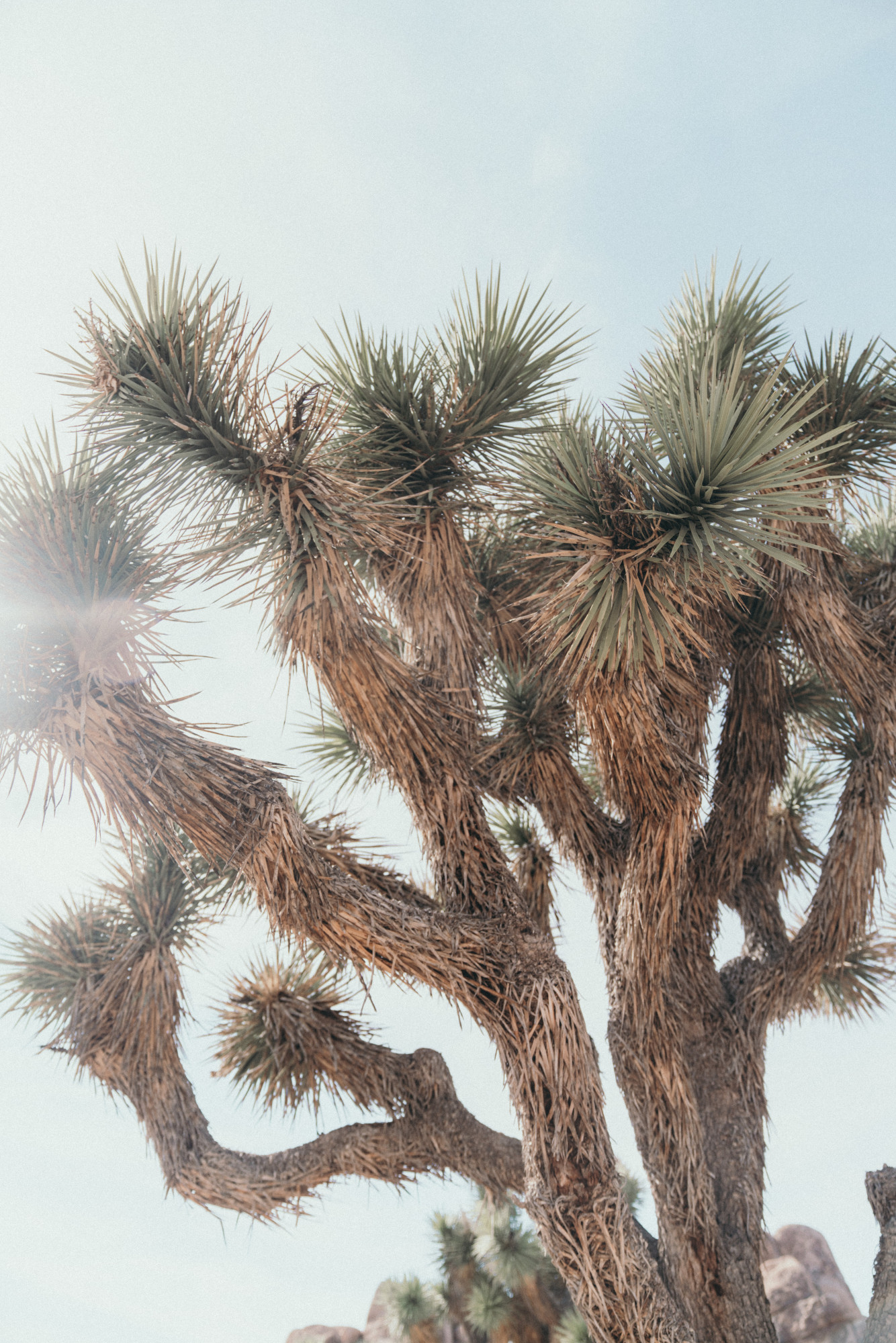 close up of a joshua tree