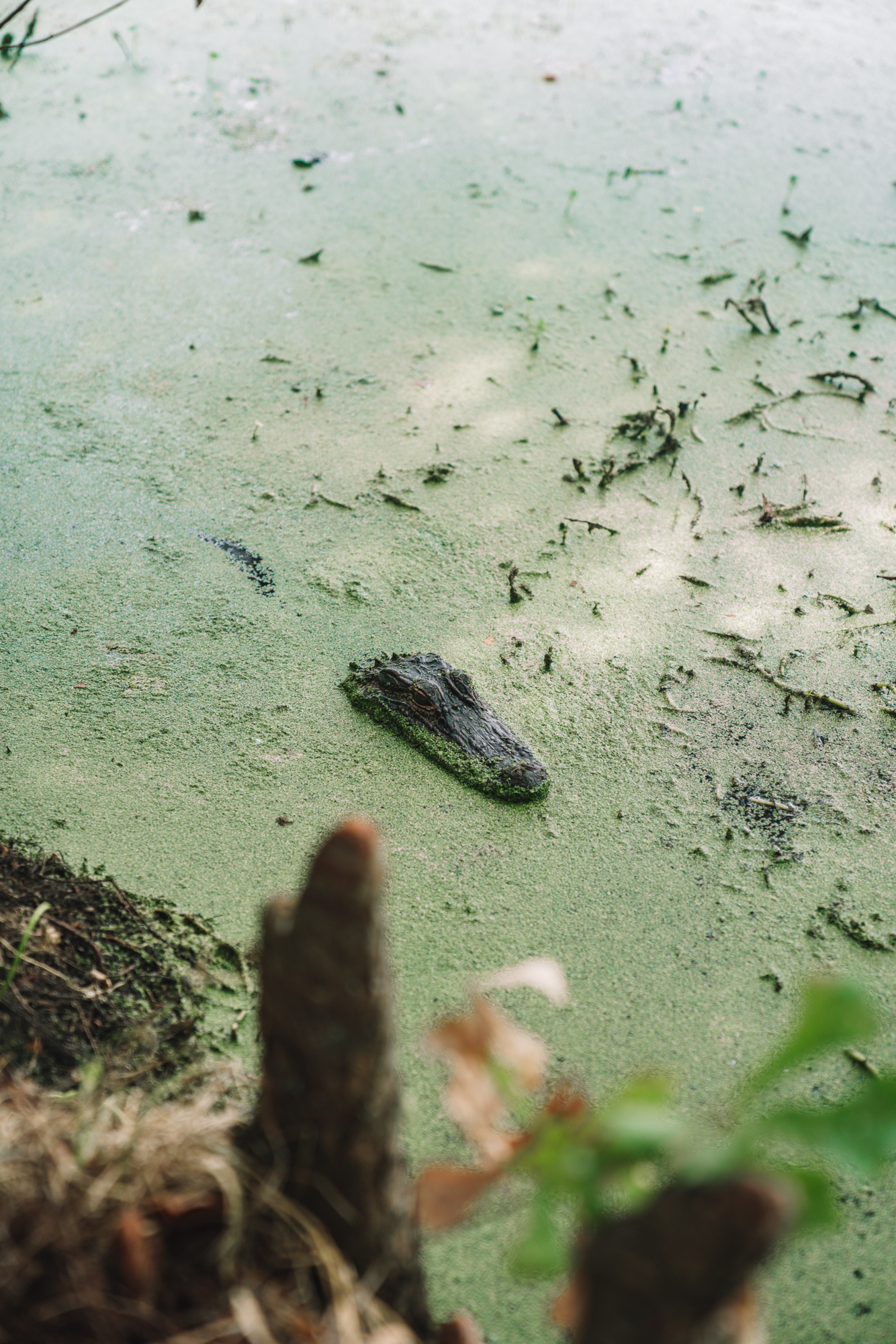 an alligator head peeks through the green duckweed in the swamp.