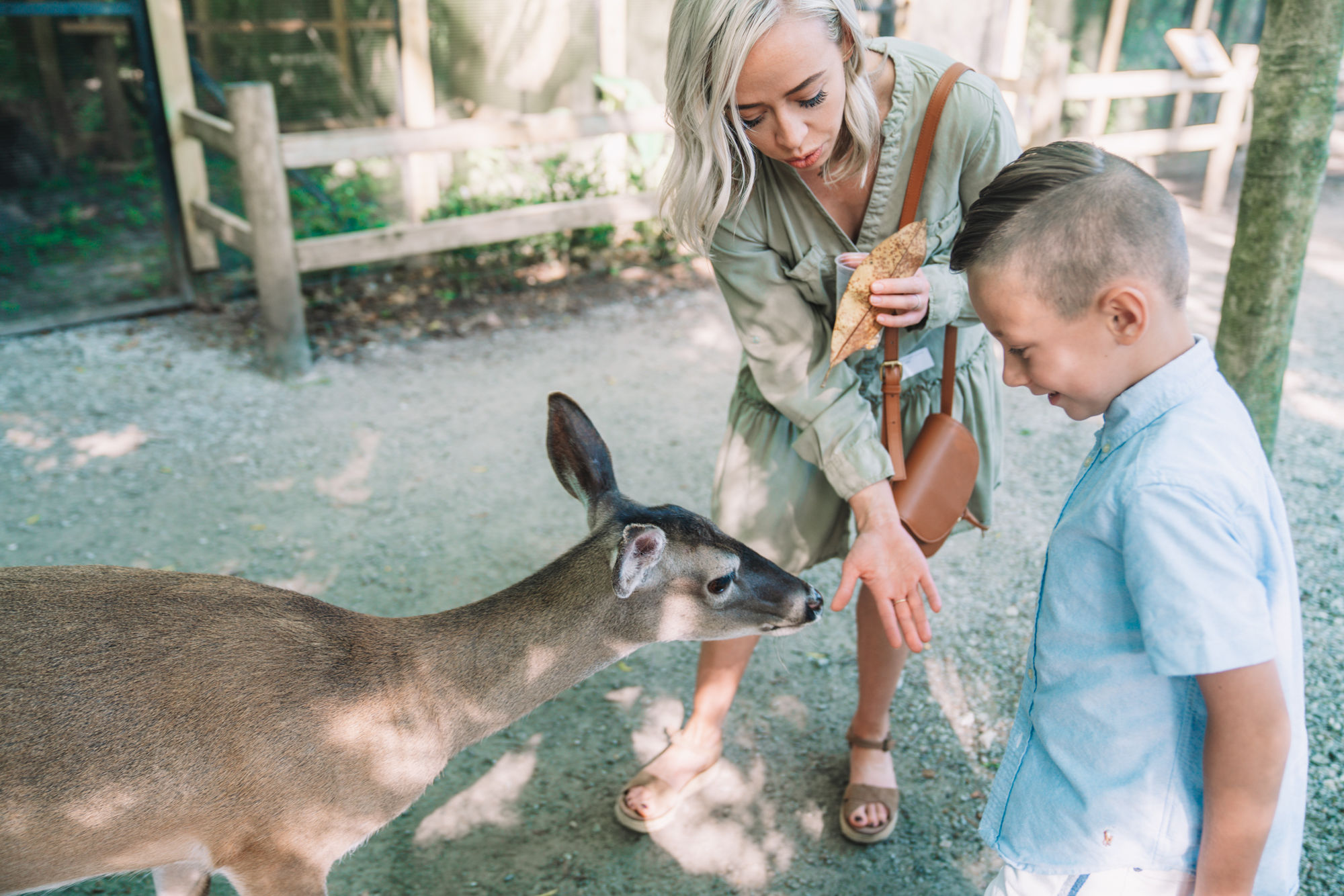 Things to do in Charleston sc with kids - a young boy and his mom feed a deer.