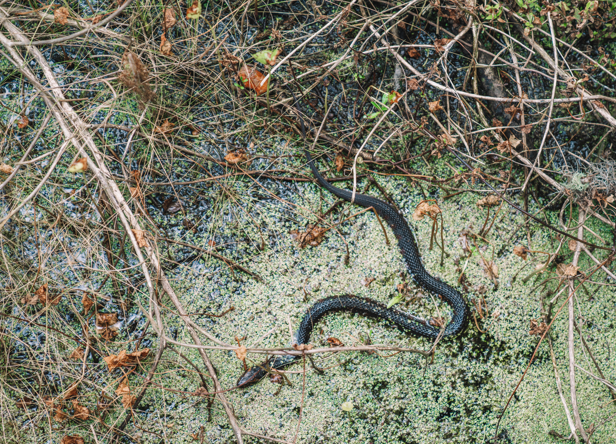 a black snake floats above the water in the swamp.