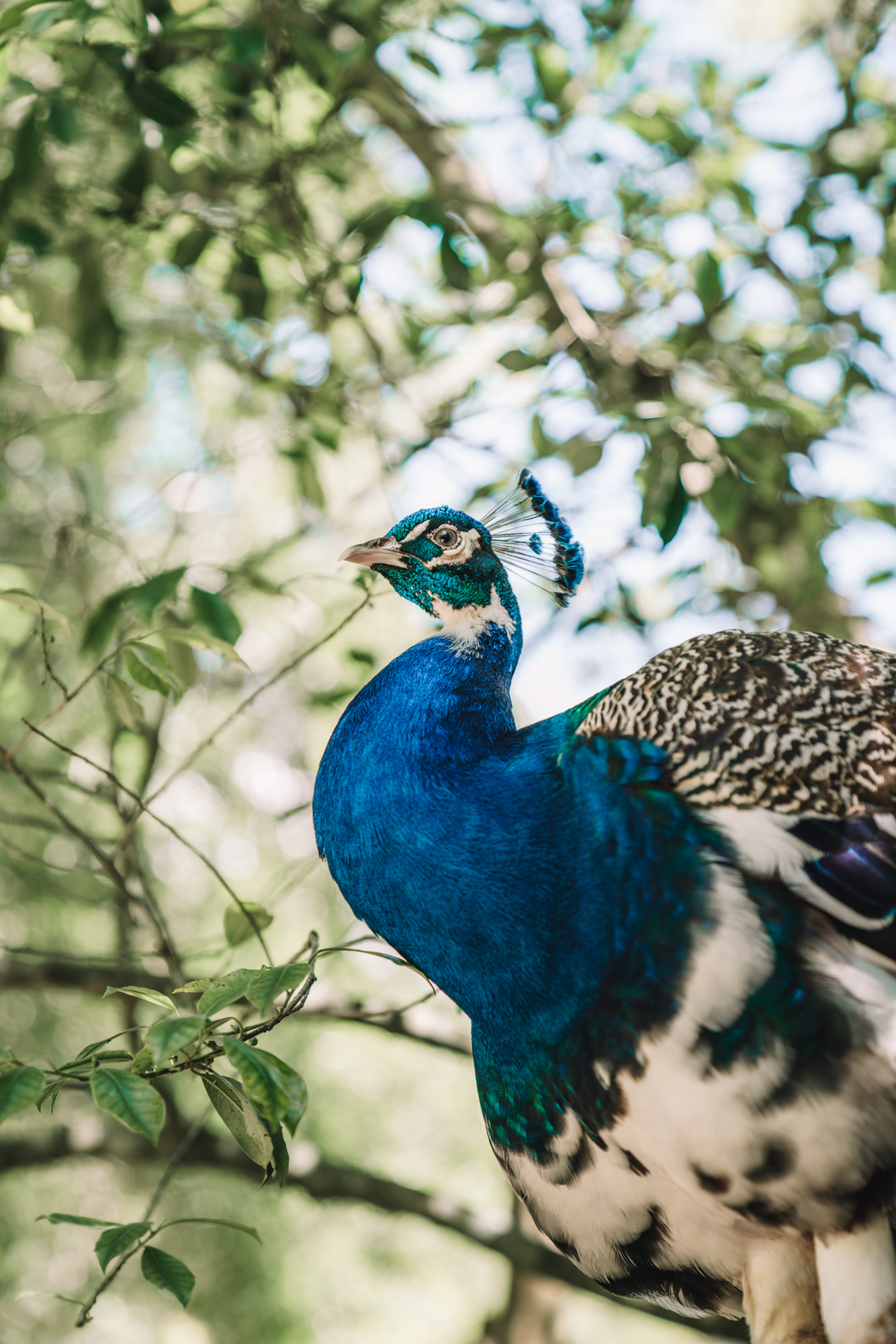 a beautiful blue peacock