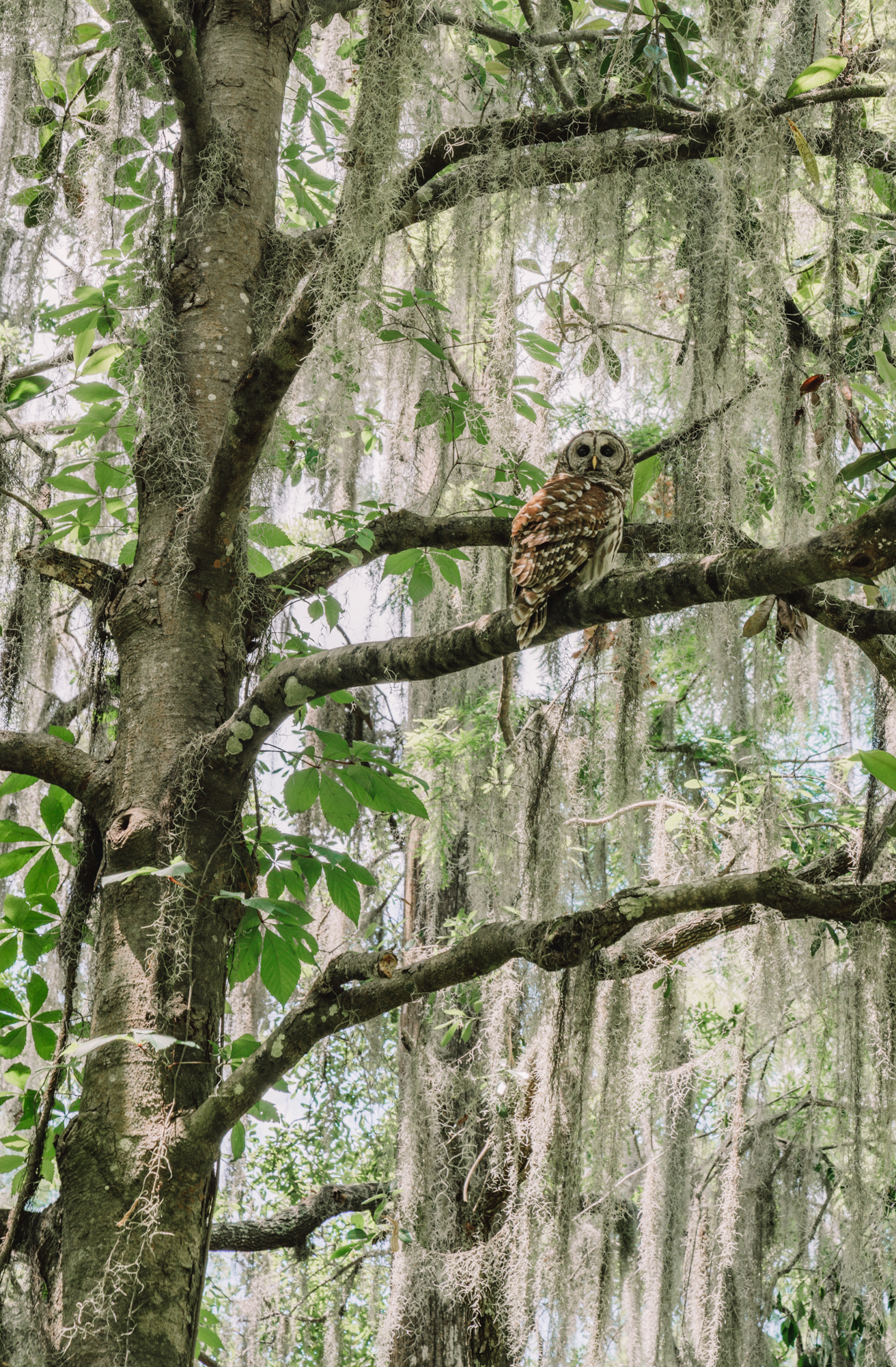 Things to do in charleston sc with kids - a big barn owl looks down from a tree covered in spanish moss. 