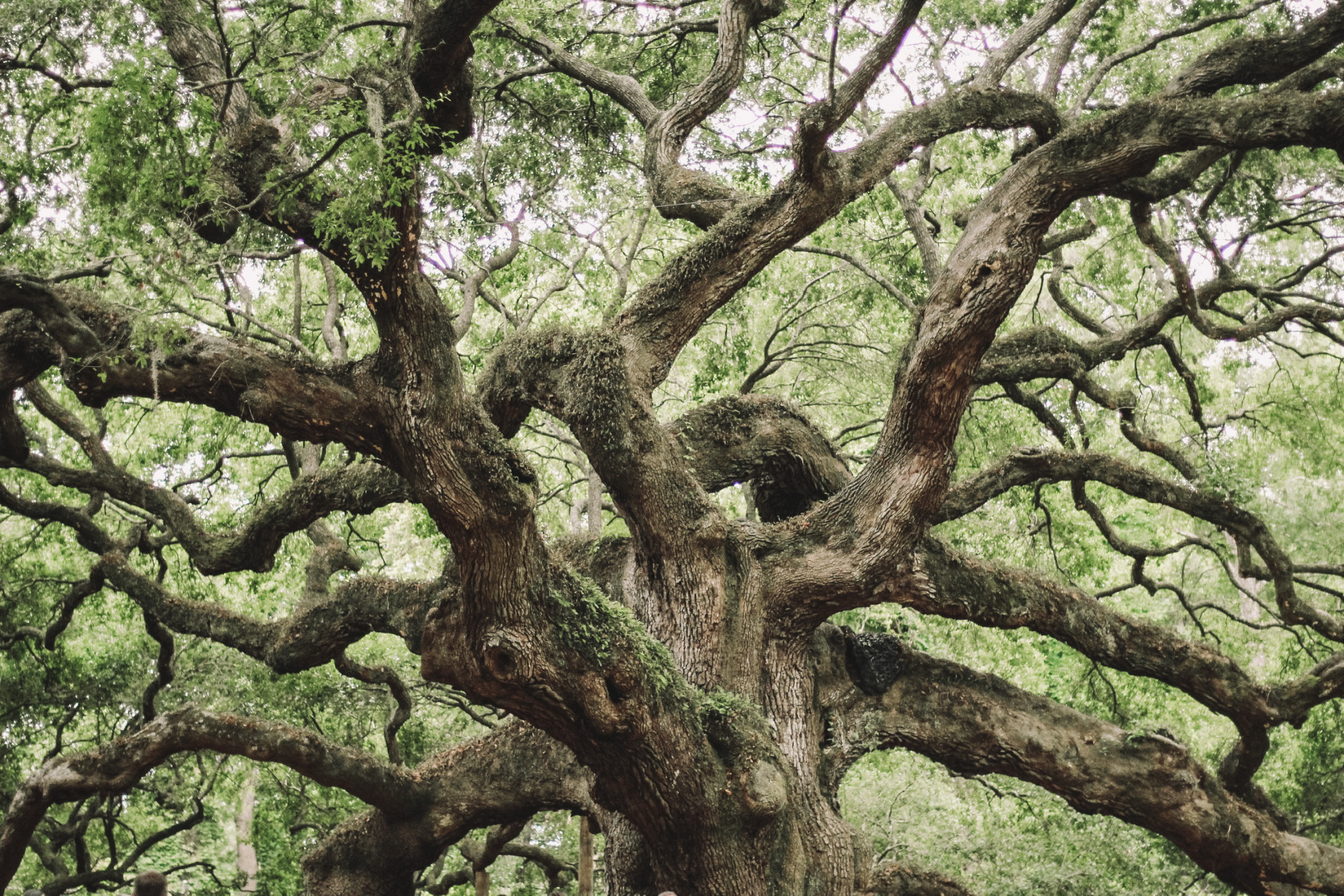 Angel Oak Tree