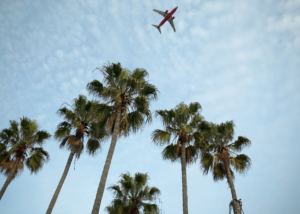 palms view in a travel spot