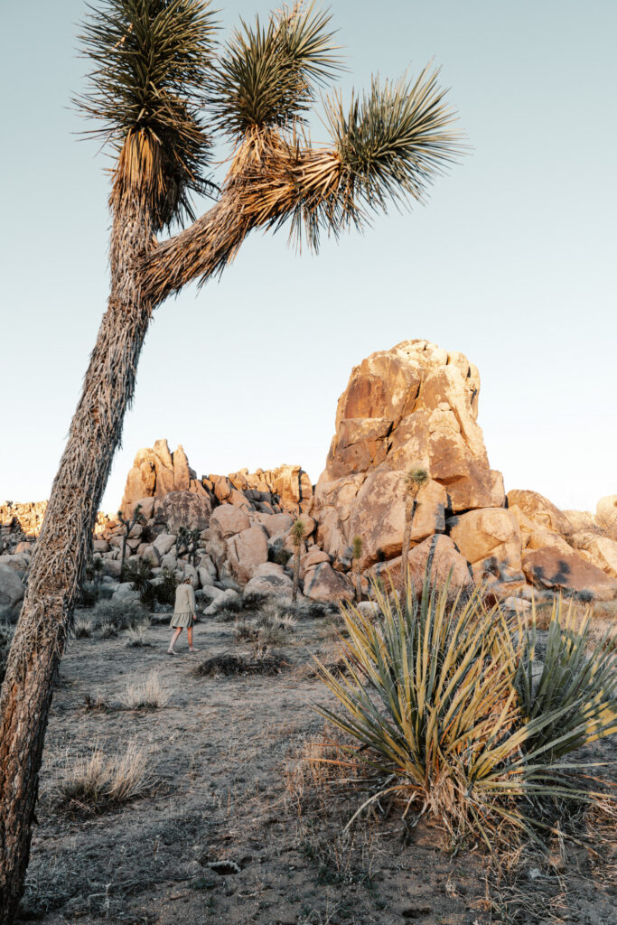 national park pass discount at joshua tree national park