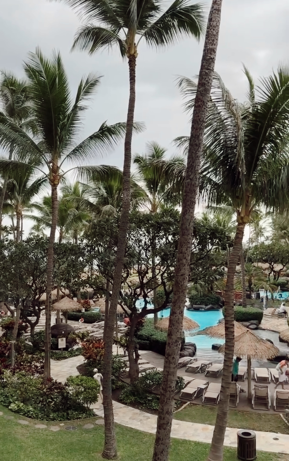 Palm trees and pool area with lounge chairs at the Hyatt Regency Maui resort