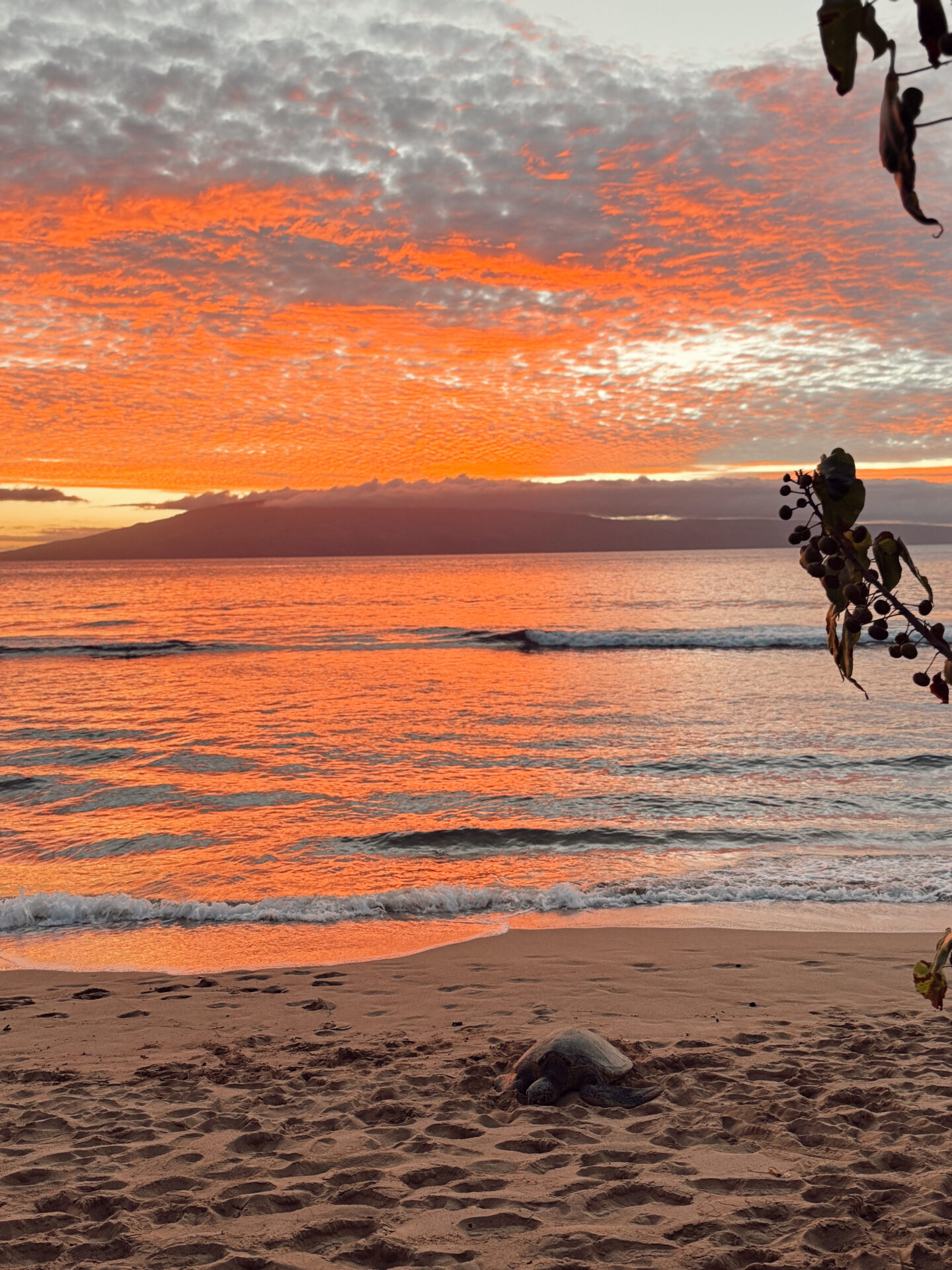 Vibrant orange sunset over Ka'anapali Beach with a sea turtle resting on the sand in Maui Hawaii