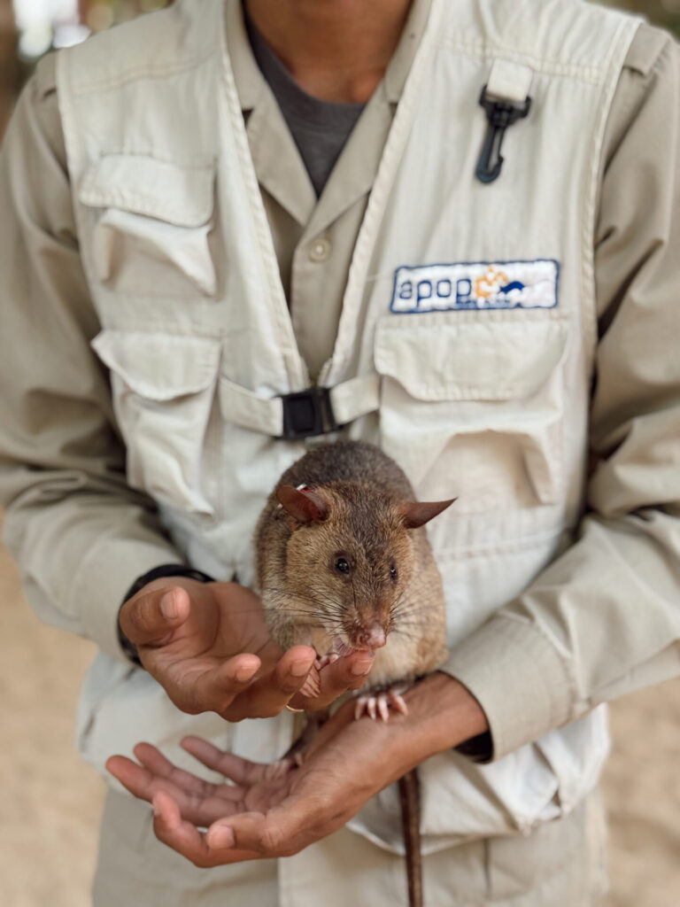 APOPO handler holding an African pouched rat trained for landmine detection in Siem Reap