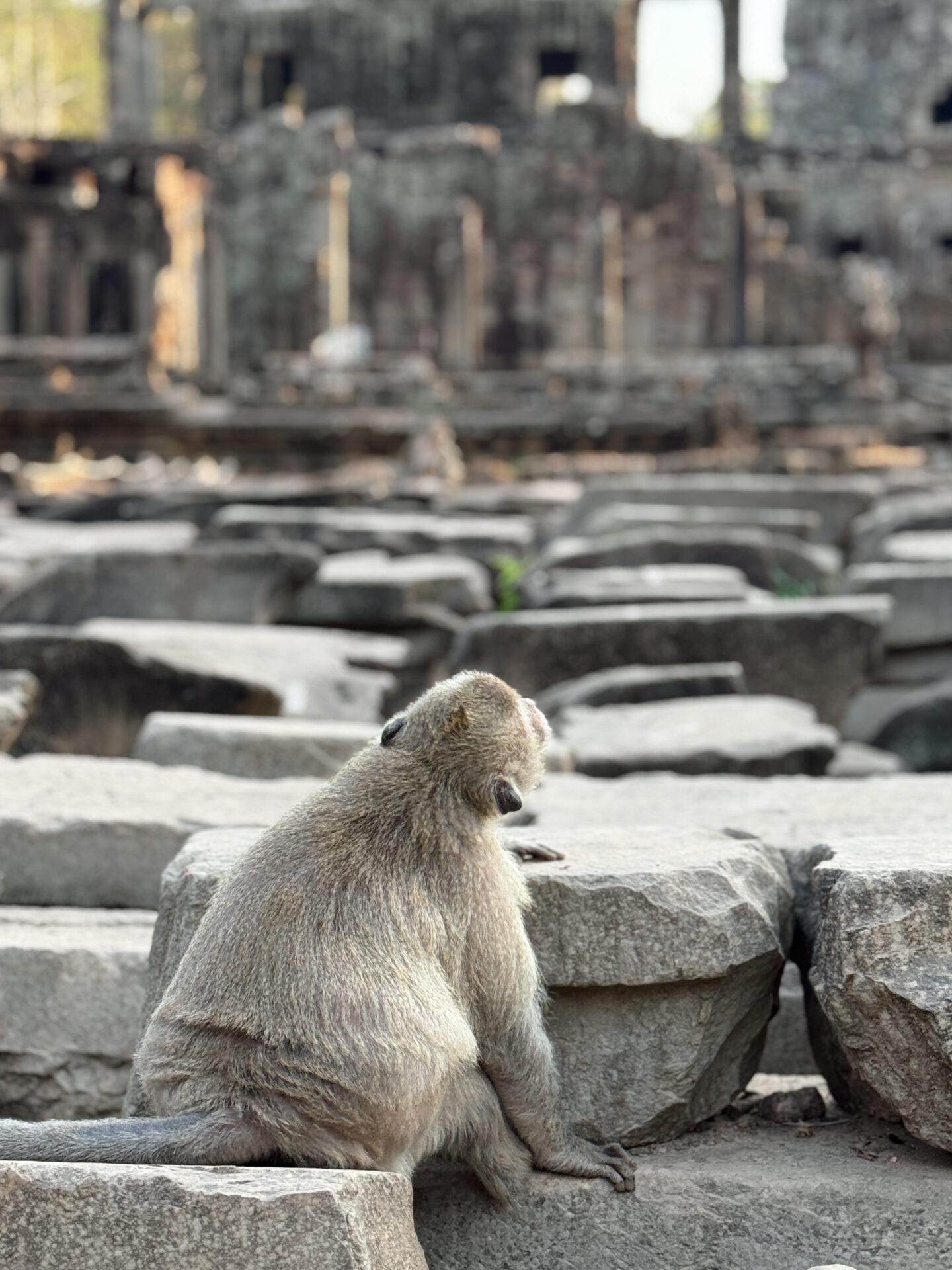 Macaque monkey sitting on ancient stone ruins at Bayon temple in Angkor