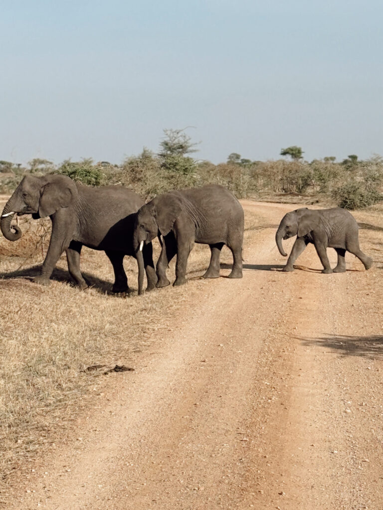 Elephant family with a baby crossing a dirt road on a Serengeti game drive